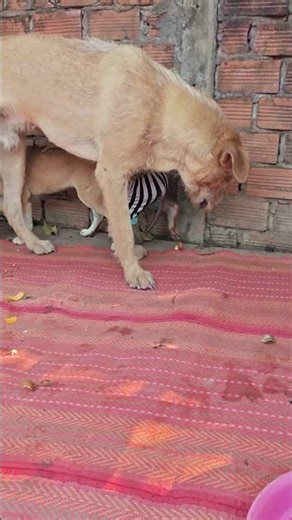 monkey dog lovely #monkey #dog #animals