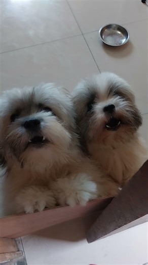 Auntie Joy's Angry Dogs January 31, 2026; Saturday; 11:44 MT