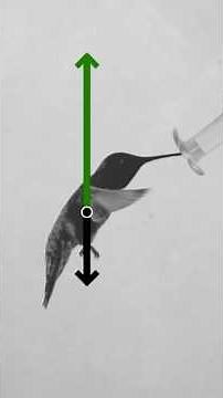 We Finally Understand How Birds Fly