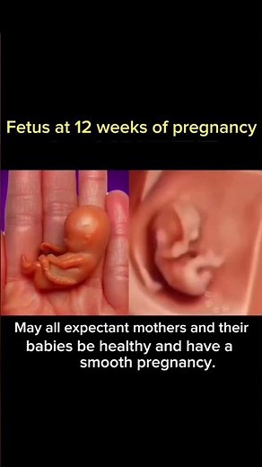 week by Week Pregnancy:Fetal Development Inside the Womb | Pregnancy Journey #shorts