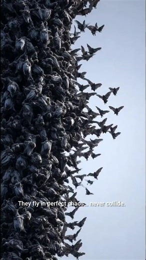 The Bat Swarm That Never Collides 😳🦇