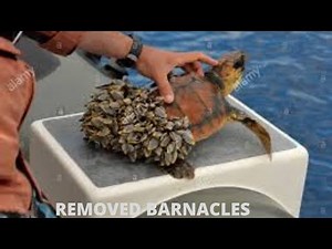 Turtle Barnacles Removed