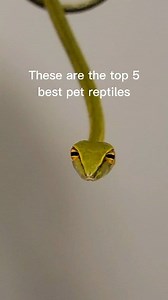 25K views · 358 reactions | The top 5 best and friendliest pet reptiles! #Top5 #pets #reptiles #sandviper #rattlesnake #venomoussnakes #cobra #cat #monitorlizard #raptor #dragon #komodo #vinesnake | Joey Josselson | Facebook