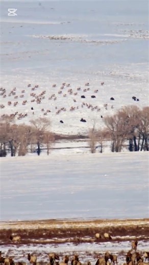Elk Refuge Jackson Wy #elk #Wildlife #jacksonhole #wyoming #fyp #fypシ゚viral #foryou #hunting