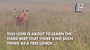 Hippo grabs lion by its head and shows it who's king