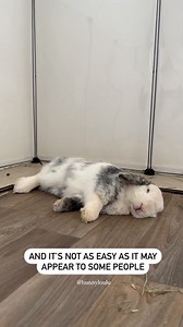 160K views · 2K reactions | When somebody asks what it's like being this cute...  _______________________________________  Go to our page now to learn how to order our March box of healthy treats and toys for your bunny!  IG: Bunnyloulu  | Happy Bunny Club | Facebook