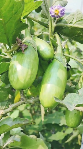 Eggplant Harvesting in Village | Art Action