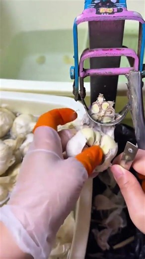 Efficiently Trimming and Peeling Fresh Garlic Bulbs Using a Manual Tool