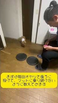 【犬の体幹トレーニング】怖がりな子も自主的に挑戦！自分で考えて体幹を鍛えるコツ【圭くん・1日目ショート版】