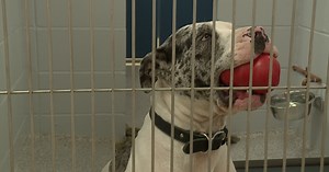 BARCS puts out plea for more fosters as more homeless pets come into the shelter