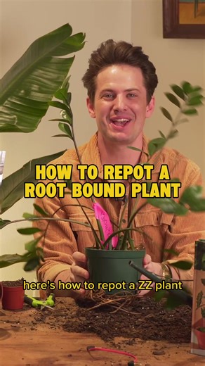 Understanding Root Bound Plants and Their Care