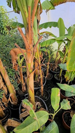 20K views · 195 reactions | Banan Musa Basjoo #musa #banan #banana #razsadnikat | Овощен и декоративен разсадник Фантазия | Facebook