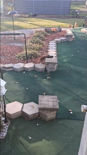 How to feed a squirrel pt. 27 Melanistic Fox Squirrel