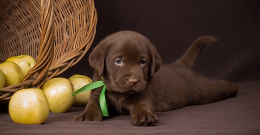 Chocolate Lab Names - Great Ideas For Naming Your Puppy