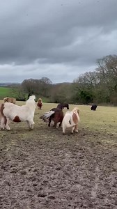 29K views · 487 reactions | Look at those swishy tails. Equine body language is fascinating! | Munchkins Miniature Shetland Rescue | Facebook