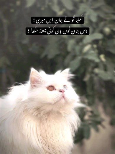 Emotions in Poetry: Understanding Through Words