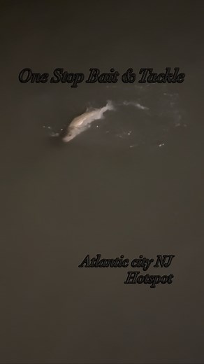#bass in Atlantic City #ACisBANGIN hotspot #A1Fishing 💯🐟 AC is on fire 🔥 #HotAndHeavy #BANGIN 🐟🔥 #fishing a peace of mind, #FishTrap￼ ￼￼￼#jettyfishing #ac TIDE TIMES for Sunday 8/24/25 in Atlantic City, NJ. Next high tide : 8:59 AM Next low tide : 2:57 PM Sunset today : 7:41 PM Sunrise tomorrow : 6:18 AM 🆕 ONESTOP Bait & Tackle 414 Atlantic City NJ 08401 609-363-BASS￼ ￼#TripleBANGIN ￼#BigFish￼ #AC #OnFire ￼#ONESTOP #Hotandheavy #Jettyfishing￼￼￼ ￼￼#ACFishisBANGIN #Striperbass ￼￼#AC1FISHING#