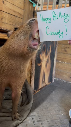 3.1K views · 293 reactions | Pumpkin the capybara emerged from her cozy cave to wish you a Cappy Birthday!  @cassidyvaccarello PS - capygrams are edible and available by request! #capybara #capybaras #funnyanimals #cuteanimals #capybaralove #capybaramemes #happybirthday #birthdaygifts #birthdaysurprise | Dark Wings Wildlife & Education | Facebook