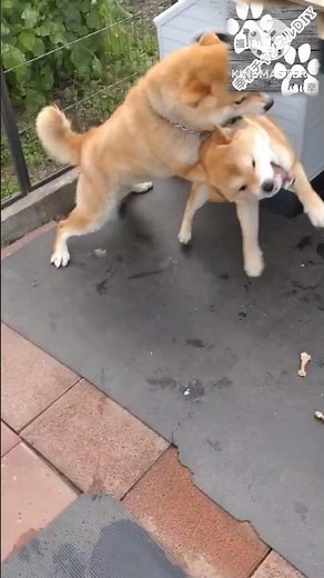 #外飼い柴犬の本気の喧嘩😰#幸と福の凄い喧嘩😳#雄と雄の大喧嘩🥶
