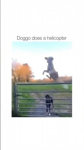 Dog is a helicopter meme