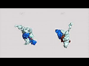 Central Dogma & Origin of the Ribosome