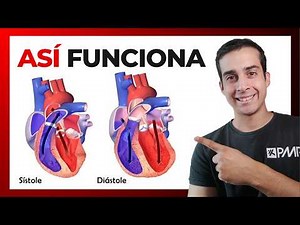 THE HEART ❤️ How it works and how to train it (easy and simple)