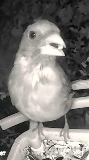 EARLY MUNCHER: CARDINAL CHICK Sunrise Snacking!👍💞#birds #nature #animals #youtubeshorts