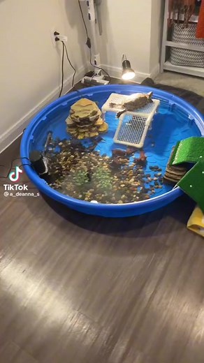 Creative Turtle Enclosures for Happy Pets