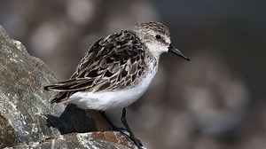 Witness a 'marvel of nature' as thousands of sandpipers fly as one over Minas Basin | CBC News