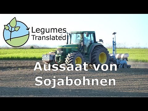 Sowing of soybeans