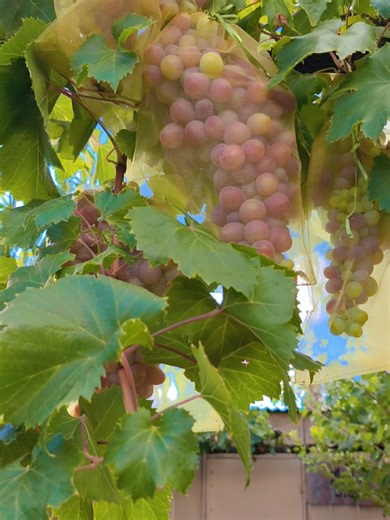 Panen Anggur Merah dan Hijau di Halaman Rumah
