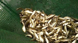 Future big bass coming your way! We're stocking the offspring of 13 lb largemouth bass into waterbodies across Texas to grow #BiggerBetterBass These unique "Lone Star Bass" are made possible by anglers who donate their catches to our Toyota ShareLunker Program - Texas Parks and Wildlife for spawning. 📷 Inland Fisheries College Station-Houston District-Texas Parks and Wildlife Here's more about our Lone Star Bass program-->bit.ly/TxLoneStarBass | Texas Parks and Wildlife