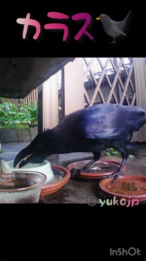 A crow that loves cat food キャットフードが大好きなカラス🐦‍⬛ #crow #カラス #乌鸦#funnyanimals #cuteanimals