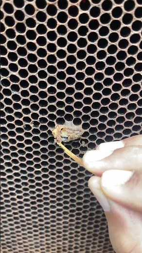 "How to Spot and Remove Weak Queen Cells in Your Hive"