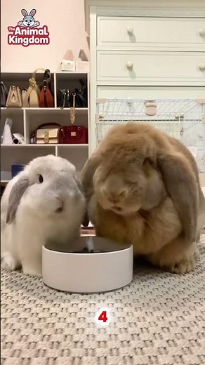 Top 10 Friendliest Rabbit Breeds