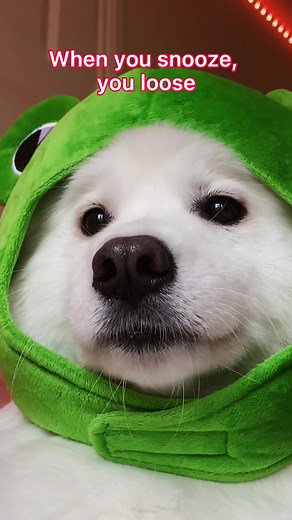 Shiro the Buddy: The Top Dog Who Loves to Snooze Anywhere