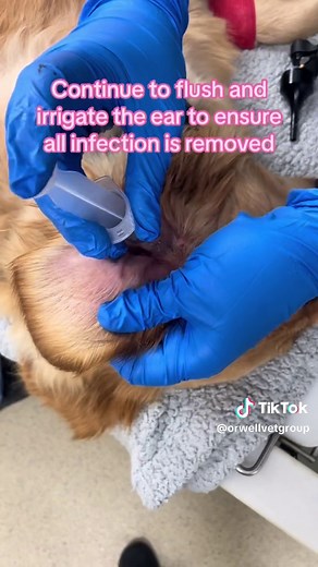 Cute Dog's Ear Flush Procedure | Deep Cleaning and Treatment