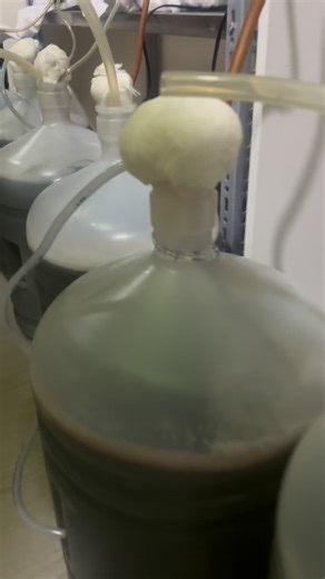 Microbiologia Bioinsumos ec on Instagram: "En Microbiolab producimos bioinsumos microbianos de alta pureza, desarrollados en cabinas de flujo laminar, incubadoras certificadas y con control riguroso de estabilidad, viabilidad y seguridad microbiológica. Nuestros procesos incluyen: ✔ aislamientos puros, ✔ selección de cepas agrícolas, ✔ cultivo sólido y líquido, ✔ recuentos microbiológicos, ✔ liofilización, ✔ producción en serie bajo protocolos estandarizados. 🧫 PRODUCTOS DISPONIBLES 🌱 Hongos b