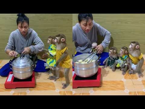 Fresh Out the Steamer! 🥟 4 Dressed-Up Monkeys Line Up for a Warm Snack