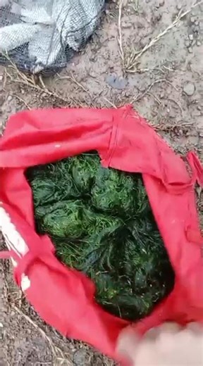 final result of members who bought moss bait