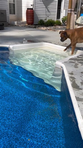 The mental exercises, strength training endless drills. Endorsements,wait! What? #dog #reelsviralシ #virals #boxerpuppies #boxerdog #boxerdogcentral #boxerdogsofinstagram #boxerpuppy #boxerdogfans #boxergram #boxerclub #boxerdogs #boxerpup #boxerfamily | Boxer Fans