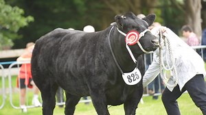 19K views · 237 reactions | One of the firm favourites on the show circuit this year is the current Balmoral commercial champion, a James Bond VD Jorchrishoeve (BB4396) sired heifer shown by JCB CommercialsCheck her out in action today at Clogher show | Dovea Genetics | Facebook