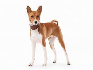 Basenji : caractère & éducation, santé & entretien, prix...
