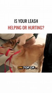 You pull. Your dog pulls harder. Sound familiar? I show how to shift your energy and leash placement to avoid trouble. Is your walk creating calm or conflict? ----- Tú jalas. Tu perro jala más fuerte. ¿Te suena familiar? Te enseño cómo cambiar tu energía y la posición de la correa para evitar problemas. ¿Tu caminata crea calma o conflicto? | Cesar Millan