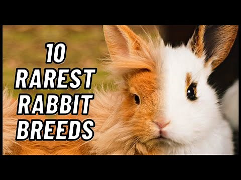The 10 Rarest Rabbit Breeds