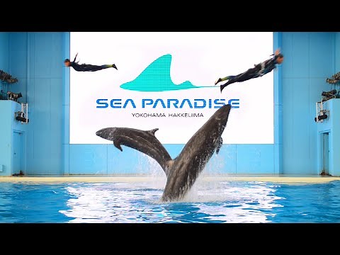 おうちで楽しむイルカショー ロングver【横浜・八景島シーパラダイス】