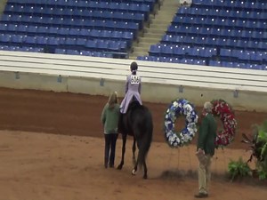 1.4K views · 23 reactions | Witness the thrill of speed and elegance! This video from the 2025 Racking Horse Breeders Association of America captures the world’s finest Speed Racking Horses in action. Grace, power, and unmatched velocity—this is racking at its absolute best!  #SpeedRacking #RackingHorse #RHBAA2025 #EquestrianExcellence #HorsePower #GaitedGlory #RackingNation #SouthernTradition #HorseShowHighlights #EquineElite | Speed Racking Association | Facebook