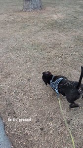 Anyone else's dog? Or just Lark??? #dogsdoingthings #dogs #staffy #dogsofinstagram #staffordshirebullterrier #staffygram #staffyowner #staffyclub #dogbehavior | Situated Canine
