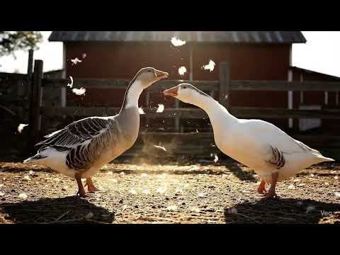 Goose Love / Romantic Interaction / Kissing / Farm Life
