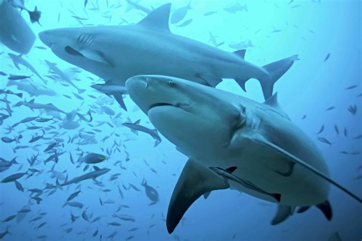 The worst shark attack ever recorded left hundreds dead